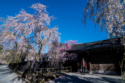 Keindahan Sakura di Akita Prefecture: Spot Hanami yang Wajib Dikunjungi