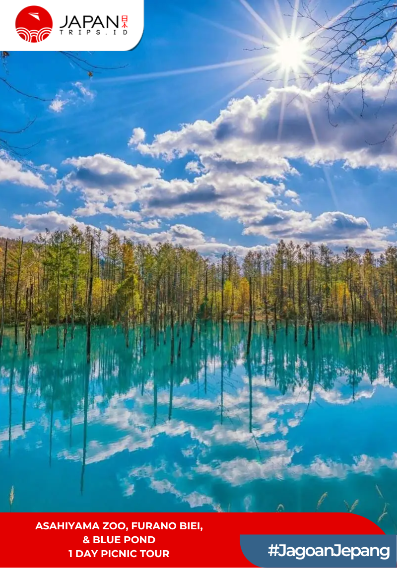Asahiyama Zoo・Furano Biei・Blue Pond 1 Day Picnic Tour