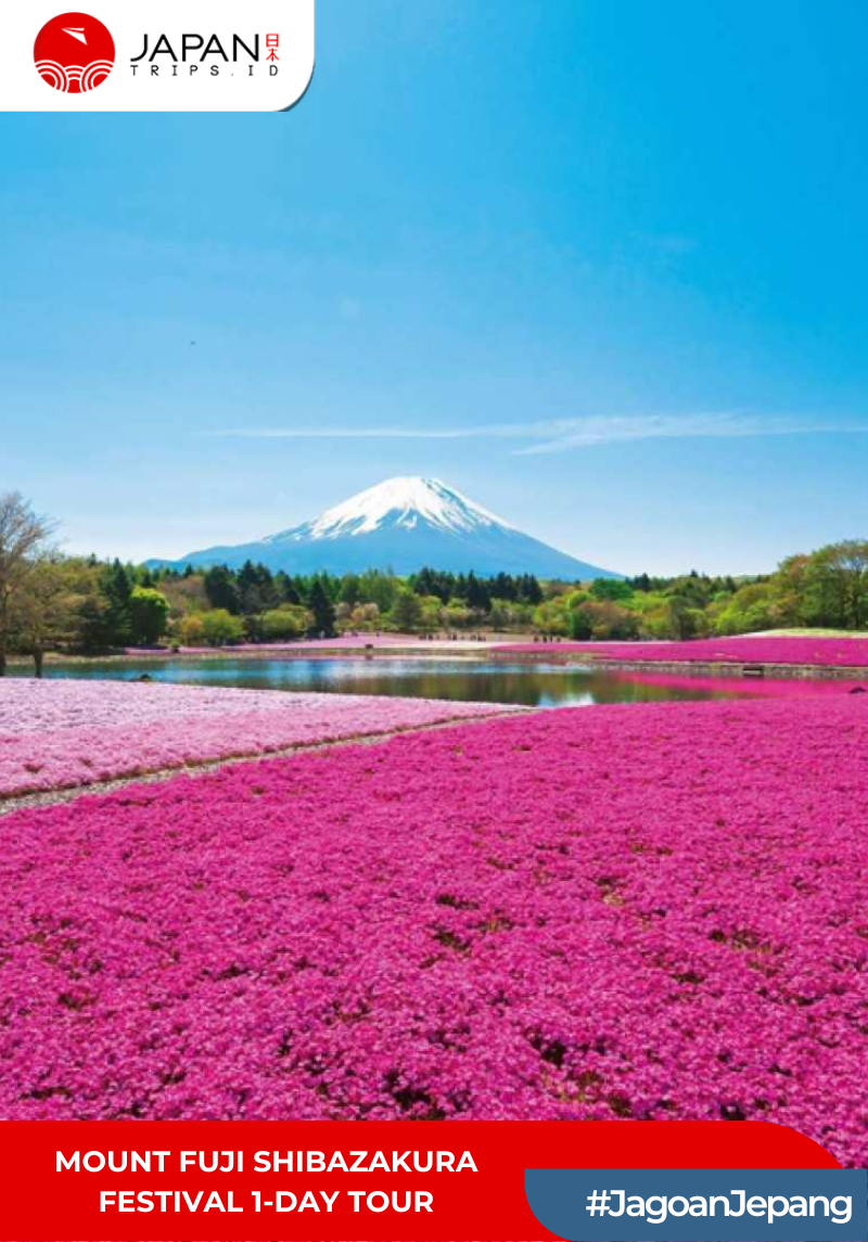 Mount Fuji Shibazakura Festival 1-Day Tour | Tur 1 Hari Festival Gunung Fuji Shibazakura