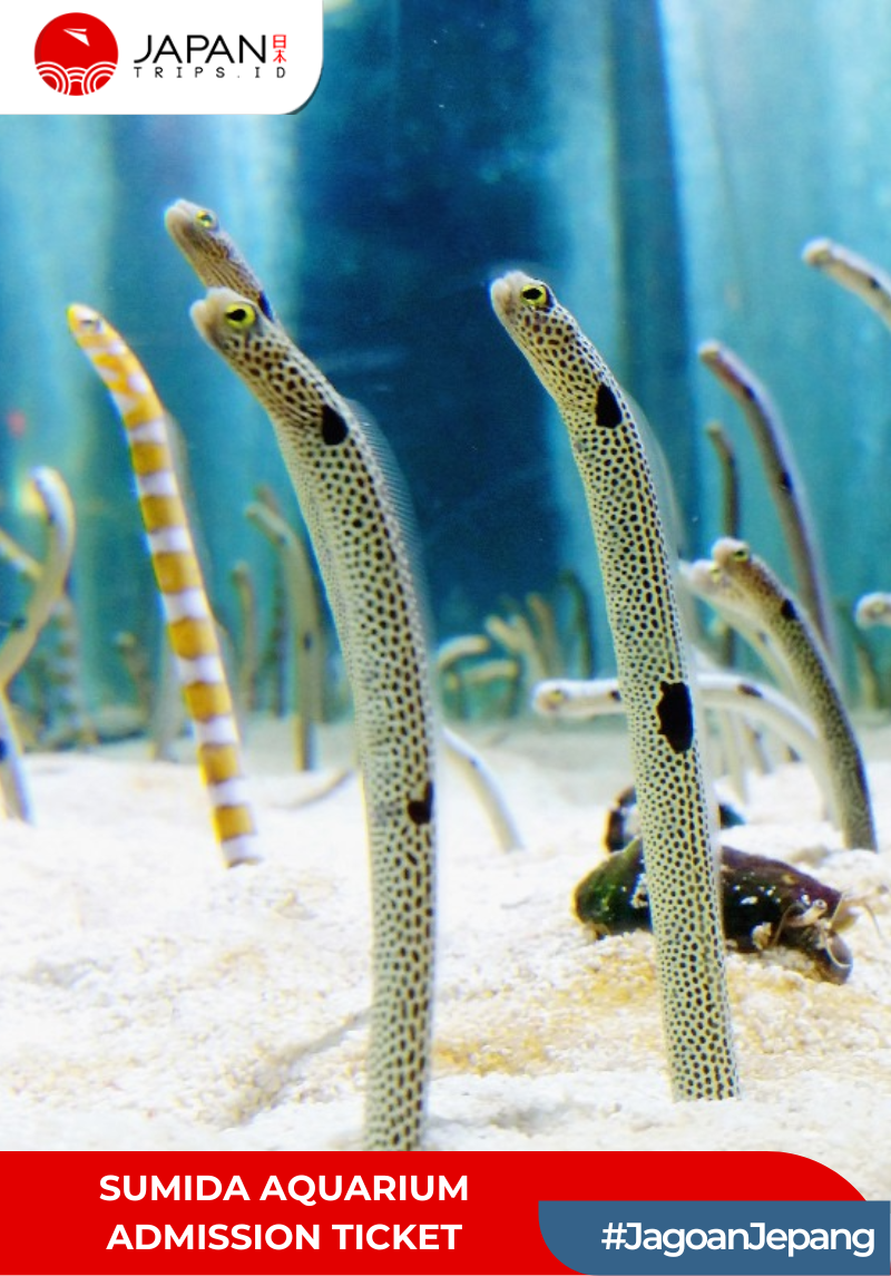 Sumida Aquarium Admission Ticket