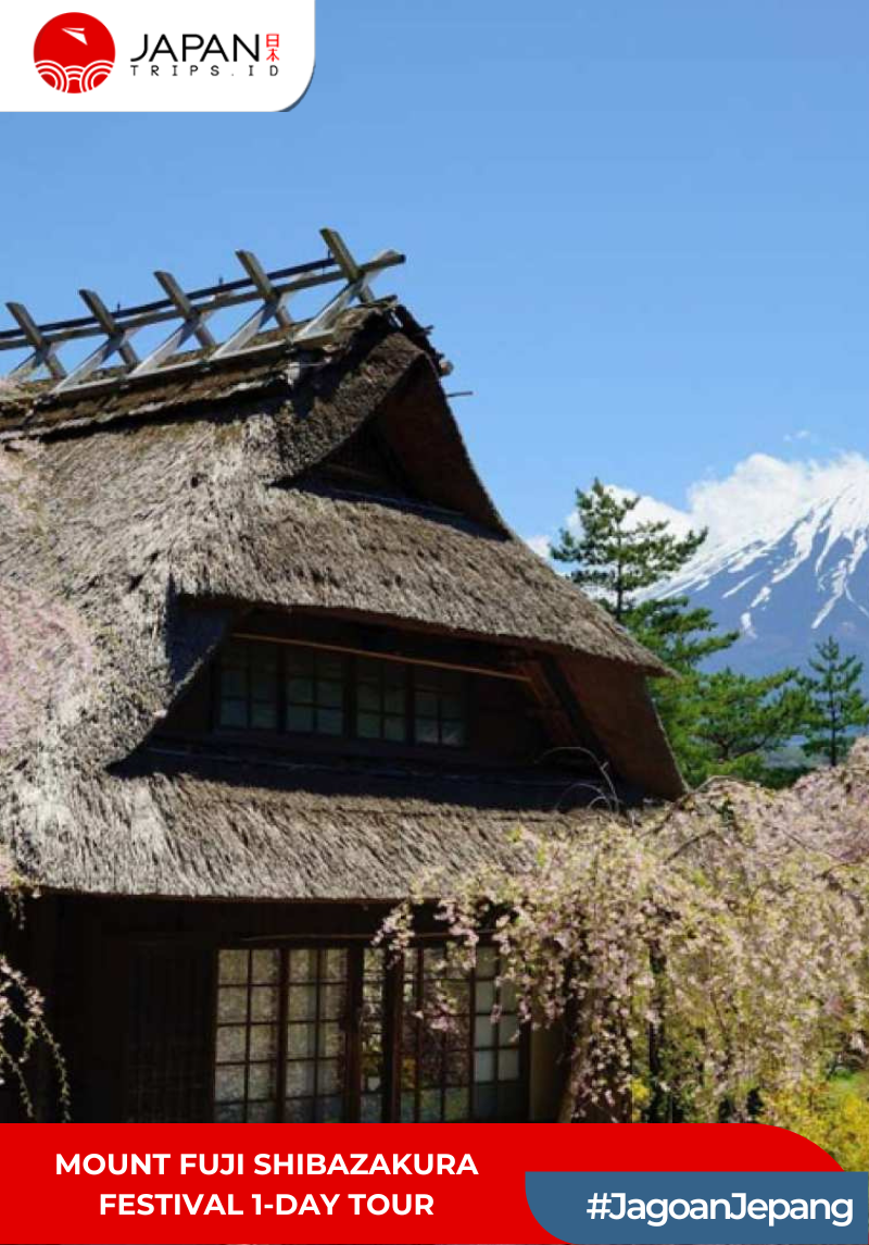 Mount Fuji Shibazakura Festival 1-Day Tour | Tur 1 Hari Festival Gunung Fuji Shibazakura