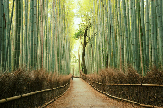Bamboo Forest Workshop with the essence of Zen Buddhism | Workshop Hutan Bambu dengan Intisari Buddhisme Zen