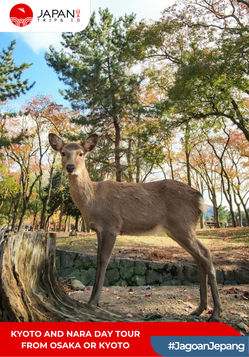 Osaka, Kyoto & Nara Day Tour with Lunch | English Guide