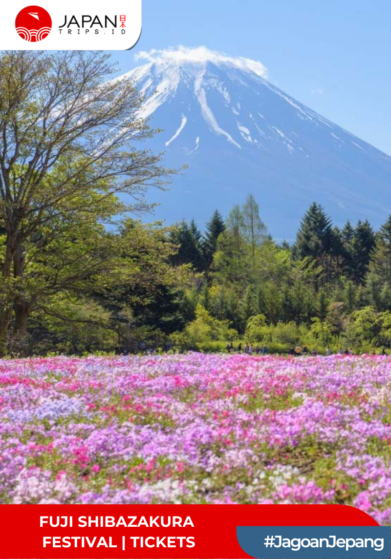 Fuji Shibazakura Festival | Tickets