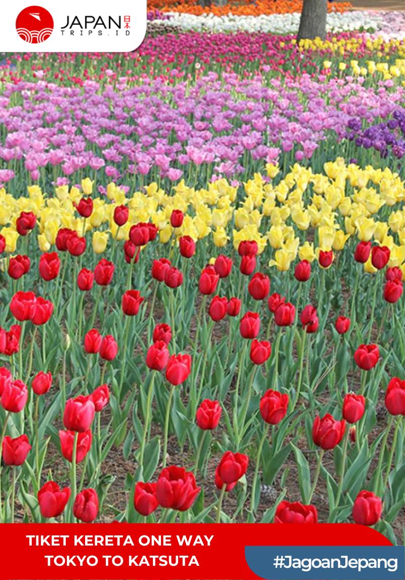 Tiket Kereta One Way Tokyo To Katsuta