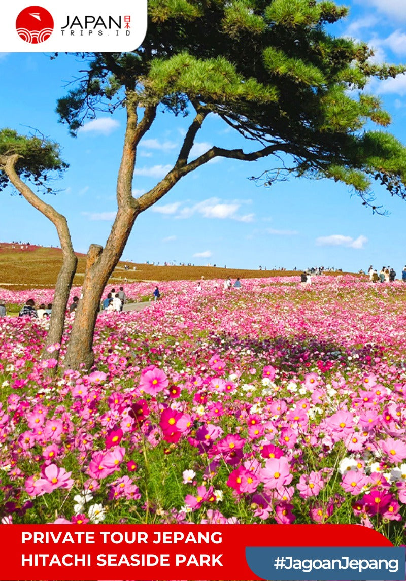 Private Tour Jepang – Hitachi Seaside Park