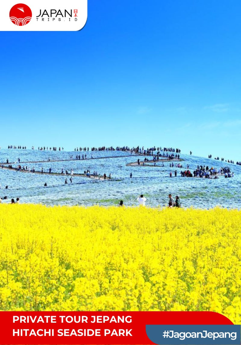 Private Tour Jepang – Hitachi Seaside Park