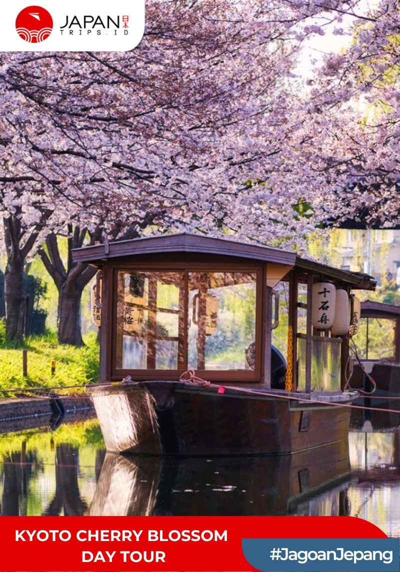 Kyoto Cherry Blossom Day Tour | Tur Bunga Sakura Kyoto