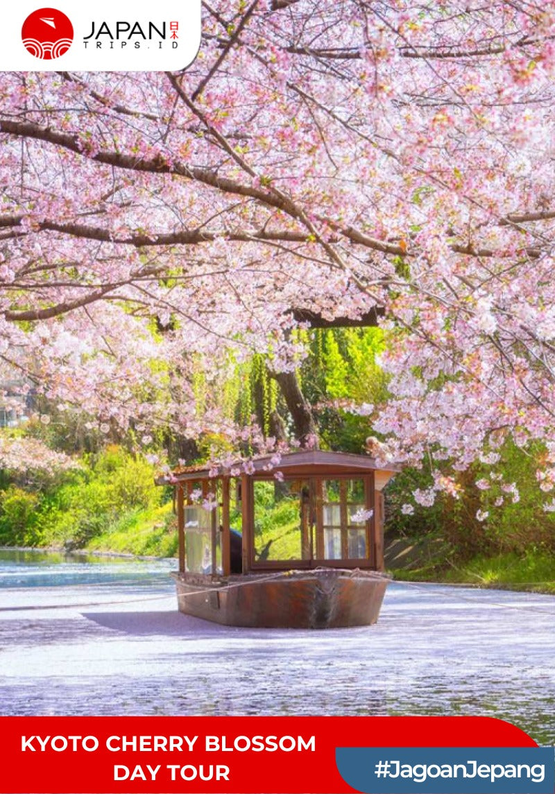 Kyoto Cherry Blossom Day Tour | Tur Bunga Sakura Kyoto