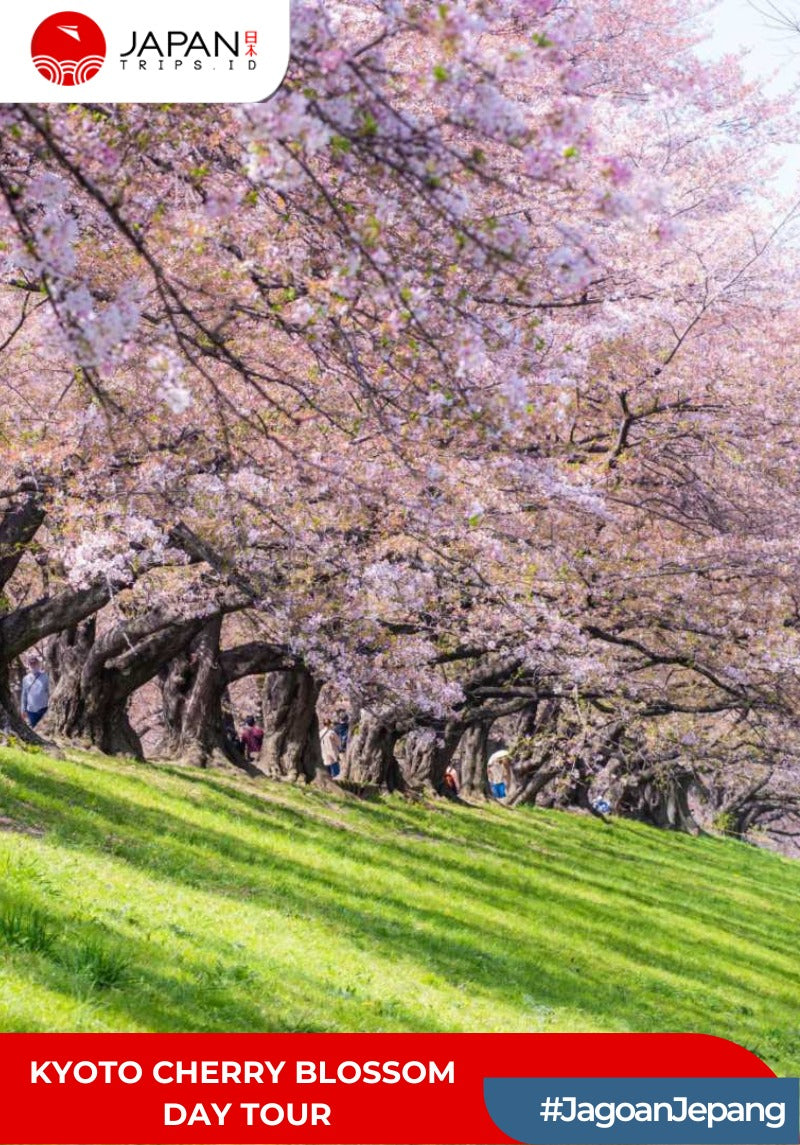 Kyoto Cherry Blossom Day Tour | Tur Bunga Sakura Kyoto