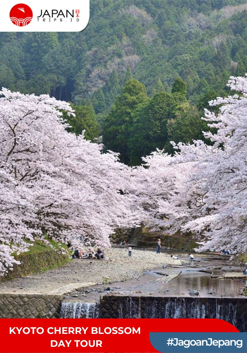 Kyoto Cherry Blossom Day Tour | Tur Bunga Sakura Kyoto