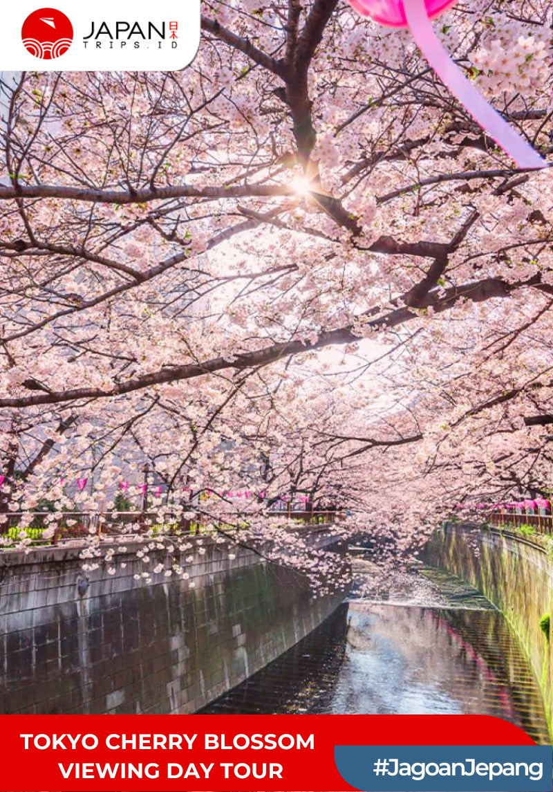 Tokyo Cherry Blossom Viewing Day Tour | Tur Bunga Sakura Tokyo
