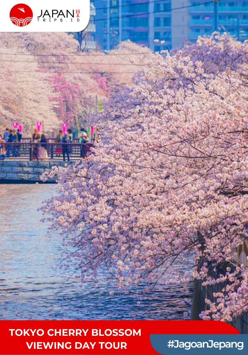 Tokyo Cherry Blossom Viewing Day Tour | Tur Bunga Sakura Tokyo