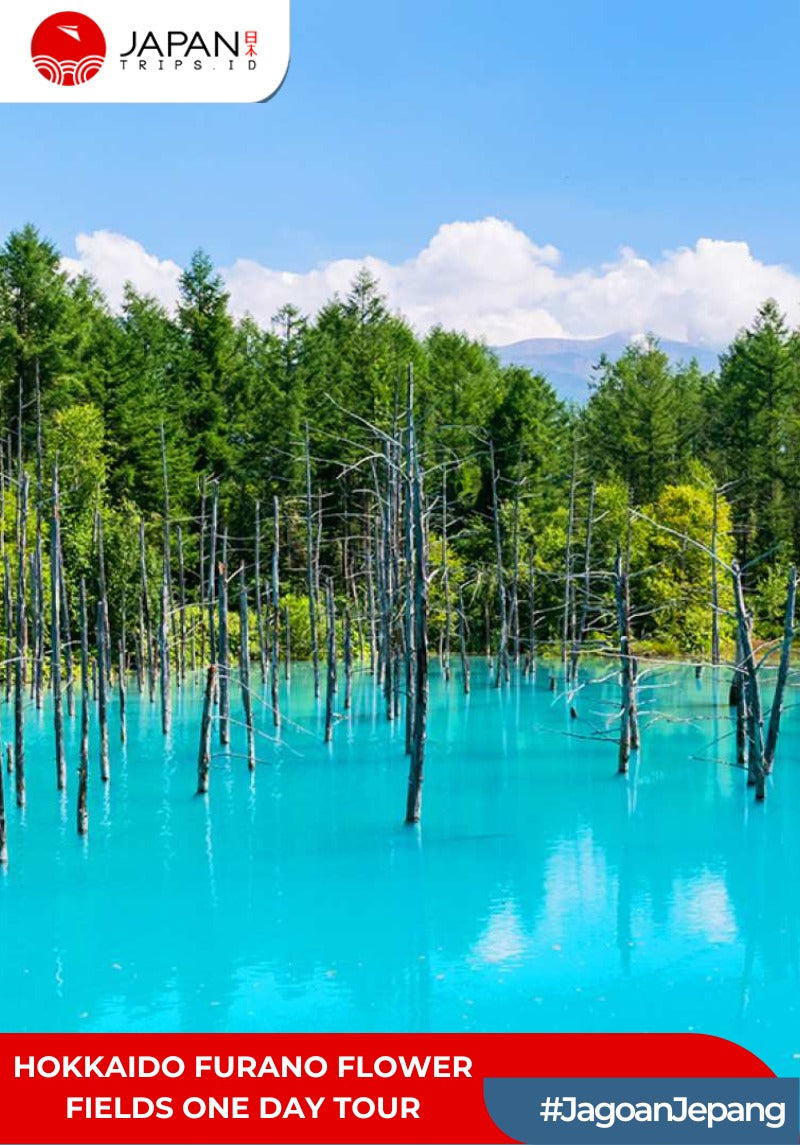 Hokkaido Furano Flower Fields One Day Tour | Tur Satu Hari di Ladang Bunga Furano Hokkaido