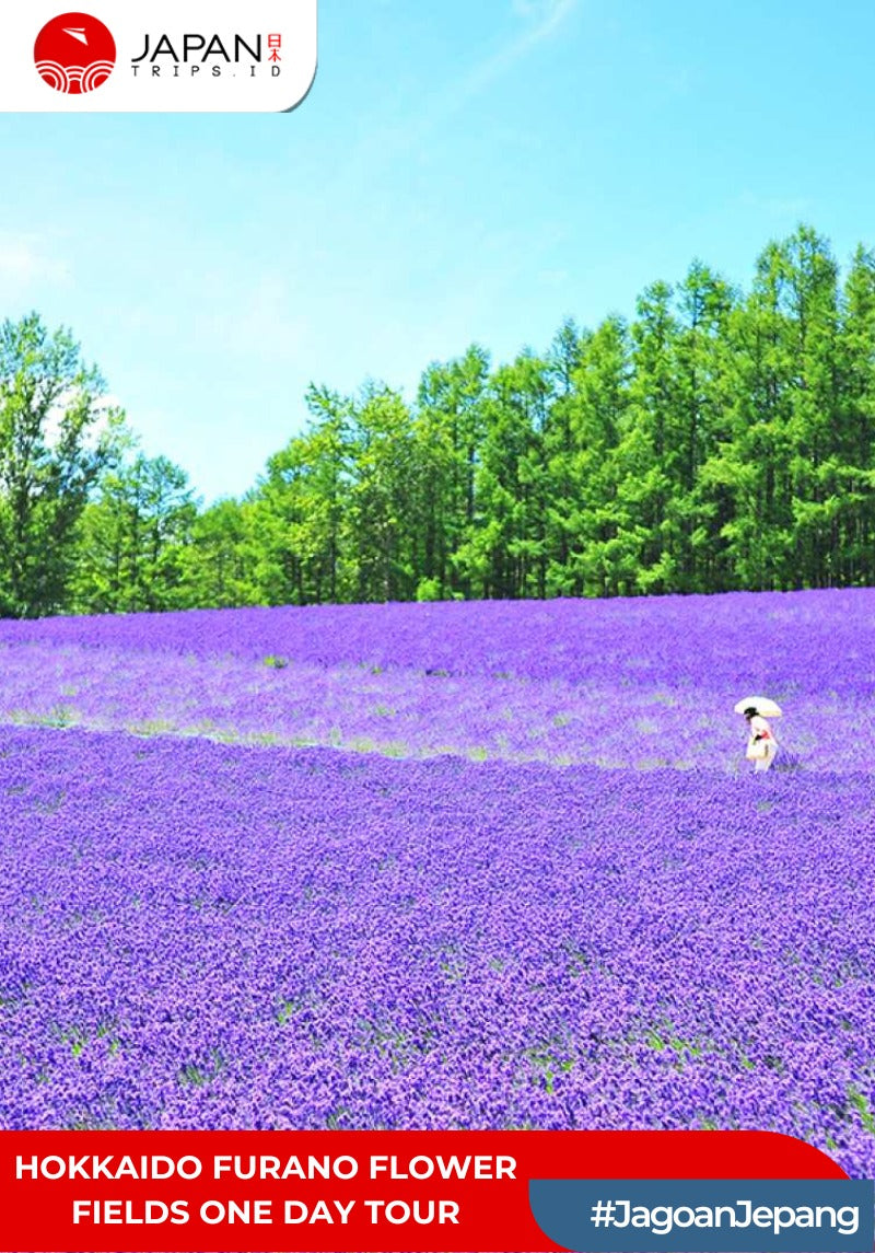 Hokkaido Furano Flower Fields One Day Tour | Tur Satu Hari di Ladang Bunga Furano Hokkaido