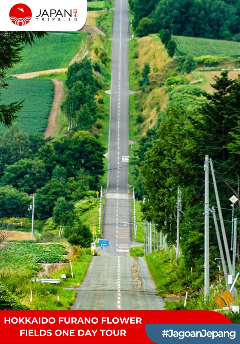 Hokkaido Furano Flower Fields One Day Tour | Tur Satu Hari di Ladang Bunga Furano Hokkaido