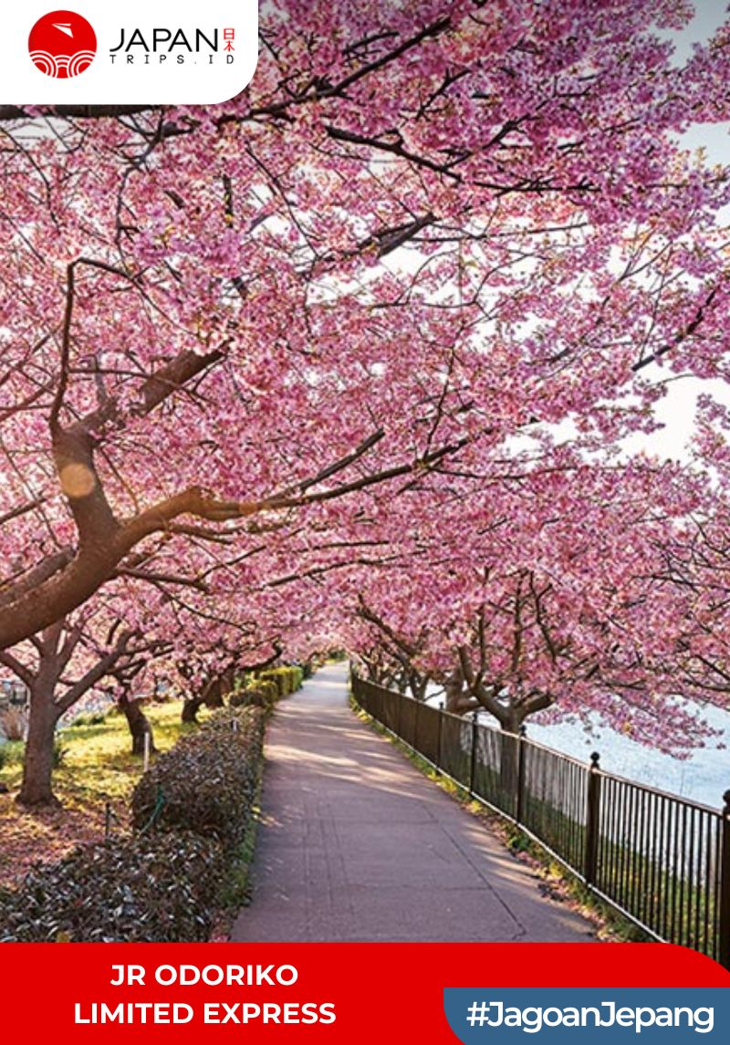 JR Odoriko Limited Express Tokyo โ Izukyu Shimoda | One Way Ticket