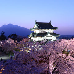 Hirosaki Cherry Blossom Festival: Keindahan Bunga Sakura yang Memukau di Aomori