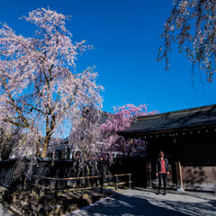 Keindahan Sakura di Akita Prefecture: Spot Hanami yang Wajib Dikunjungi