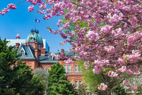 Hokkaido in Spring: Inilah Berbagai Spot Bunga Sakura Terbaik yang Ada di Hokkaido