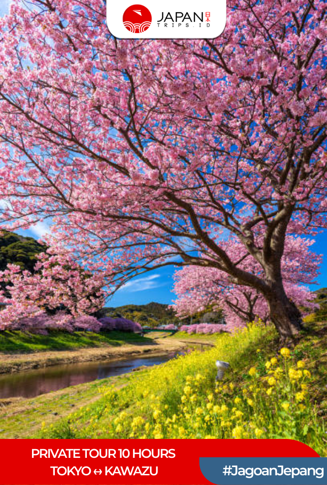 Private Tour 10 Hours Tokyo ↔ Kawazu