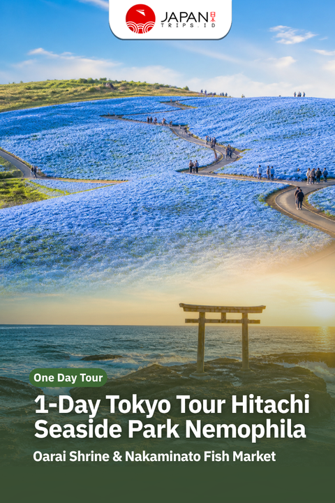 1-Day Tokyo Tour: Hitachi Seaside Park Nemophila, Oarai Shrine & Nakaminato Fish Market