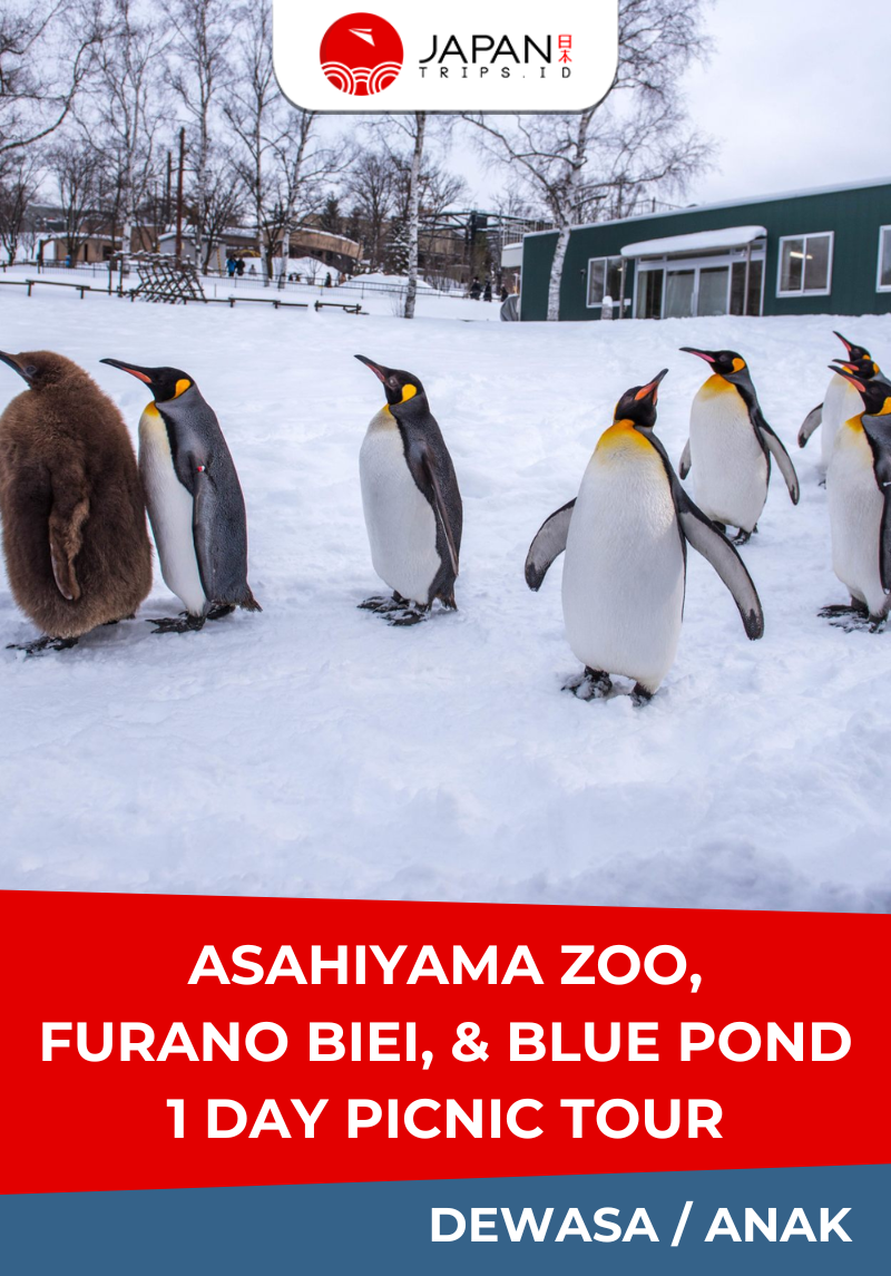 Asahiyama Zoo・Furano Biei・Blue Pond 1 Day Picnic Tour