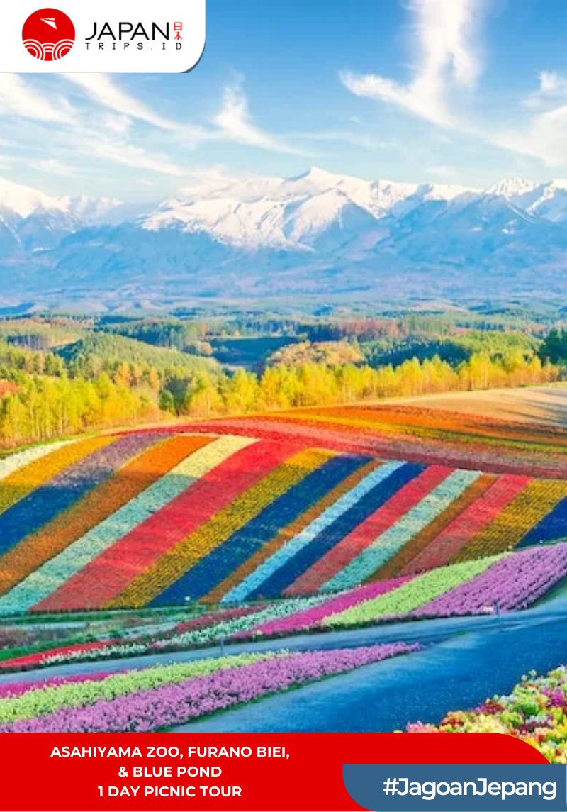 Asahiyama Zoo・Furano Biei・Blue Pond 1 Day Picnic Tour