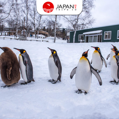 Asahiyama Zoo・Furano Biei・Blue Pond 1 Day Picnic Tour