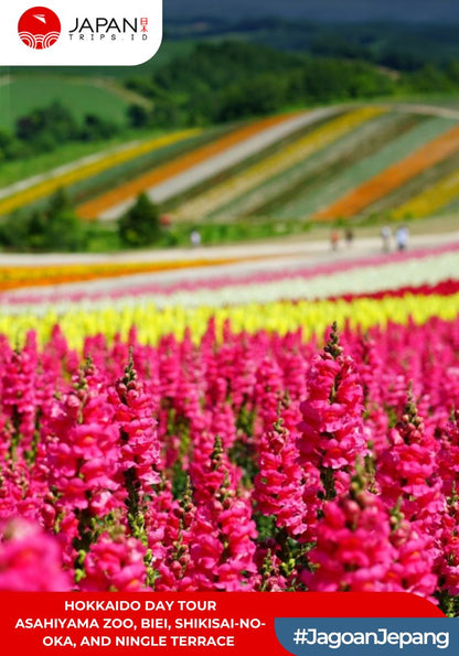 Hokkaido Day Tour – Asahiyama Zoo, Biei, Shikisai-no-oka, and Ningle Terrace