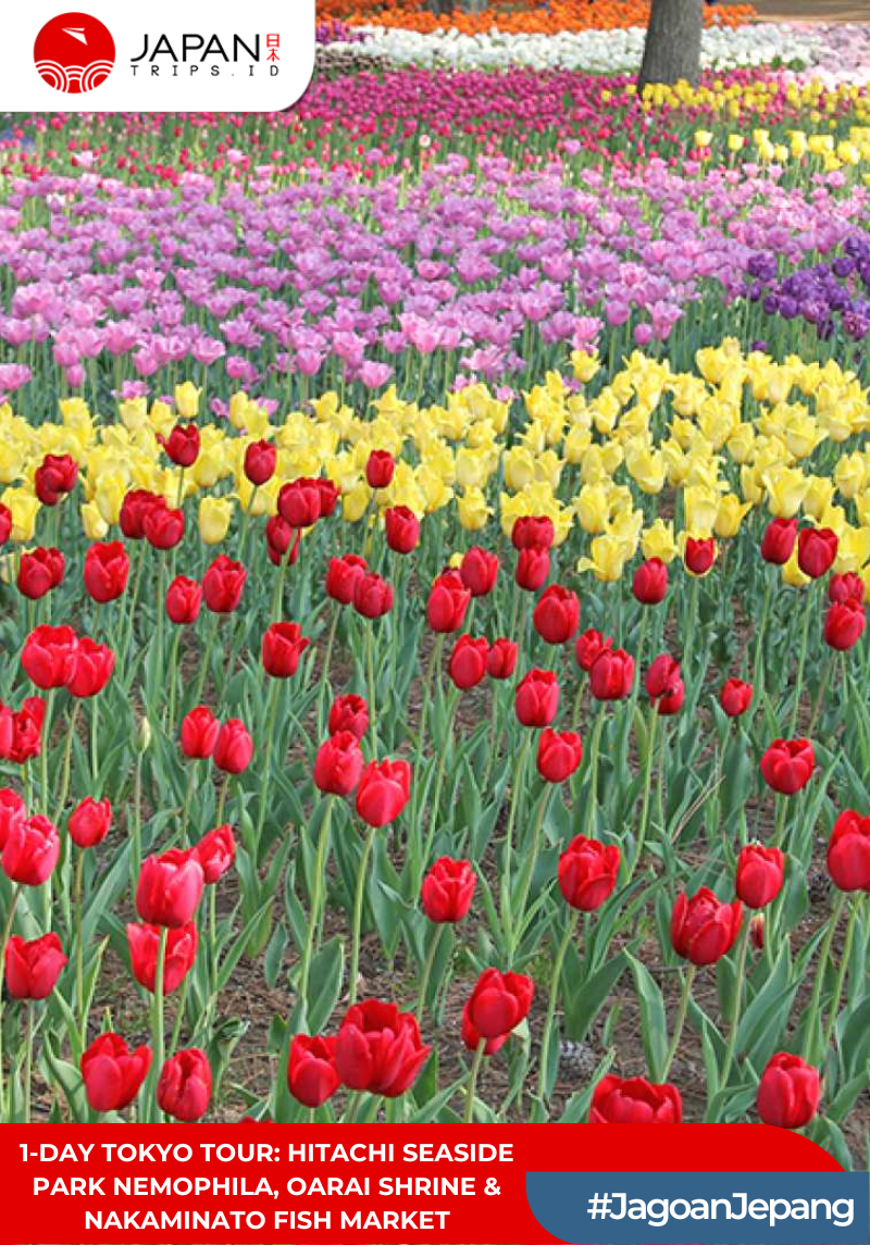 1-Day Tokyo Tour: Hitachi Seaside Park Nemophila, Oarai Shrine & Nakaminato Fish Market
