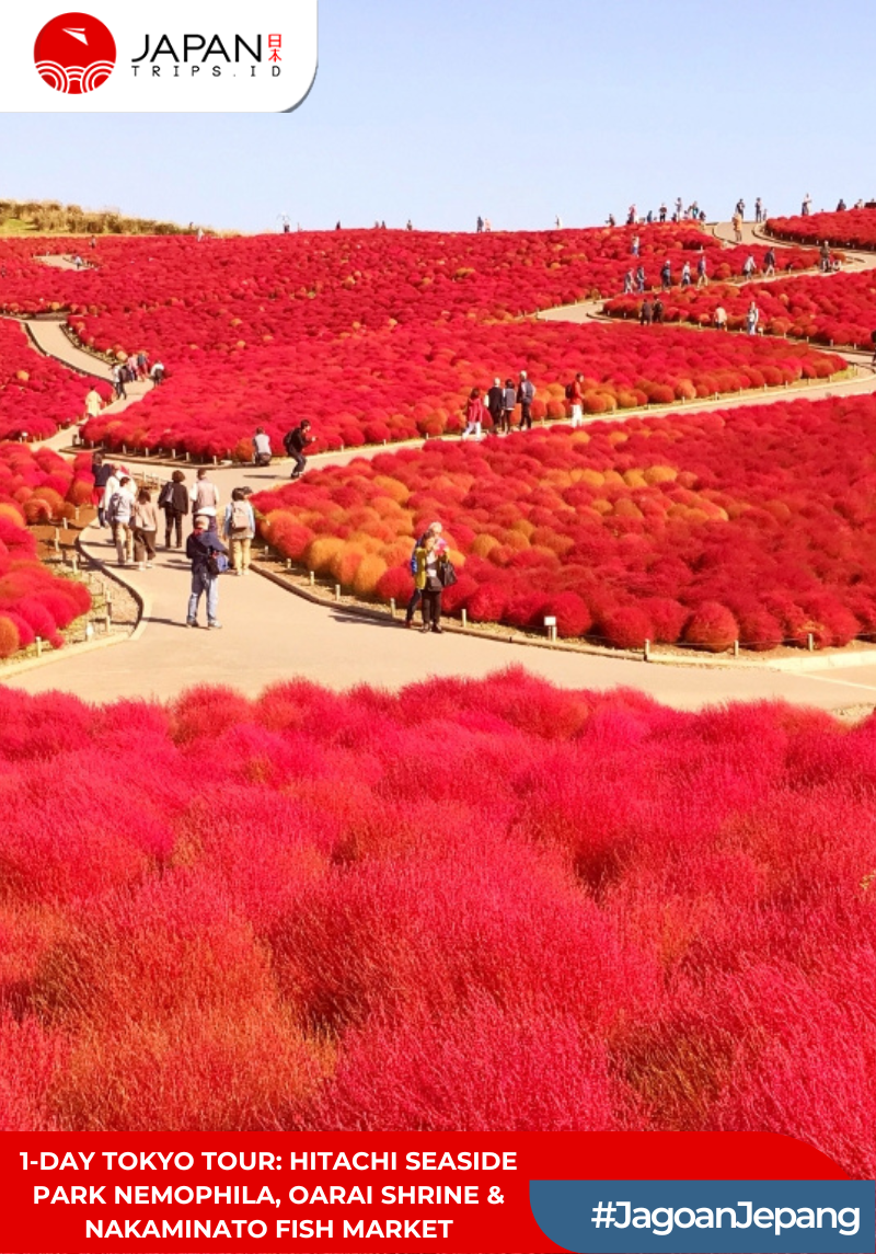 1-Day Tokyo Tour: Hitachi Seaside Park Nemophila, Oarai Shrine & Nakaminato Fish Market