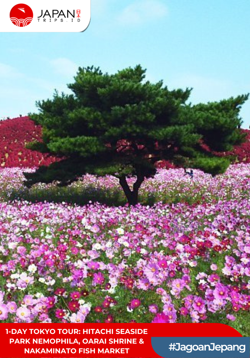 1-Day Tokyo Tour: Hitachi Seaside Park Nemophila, Oarai Shrine & Nakaminato Fish Market