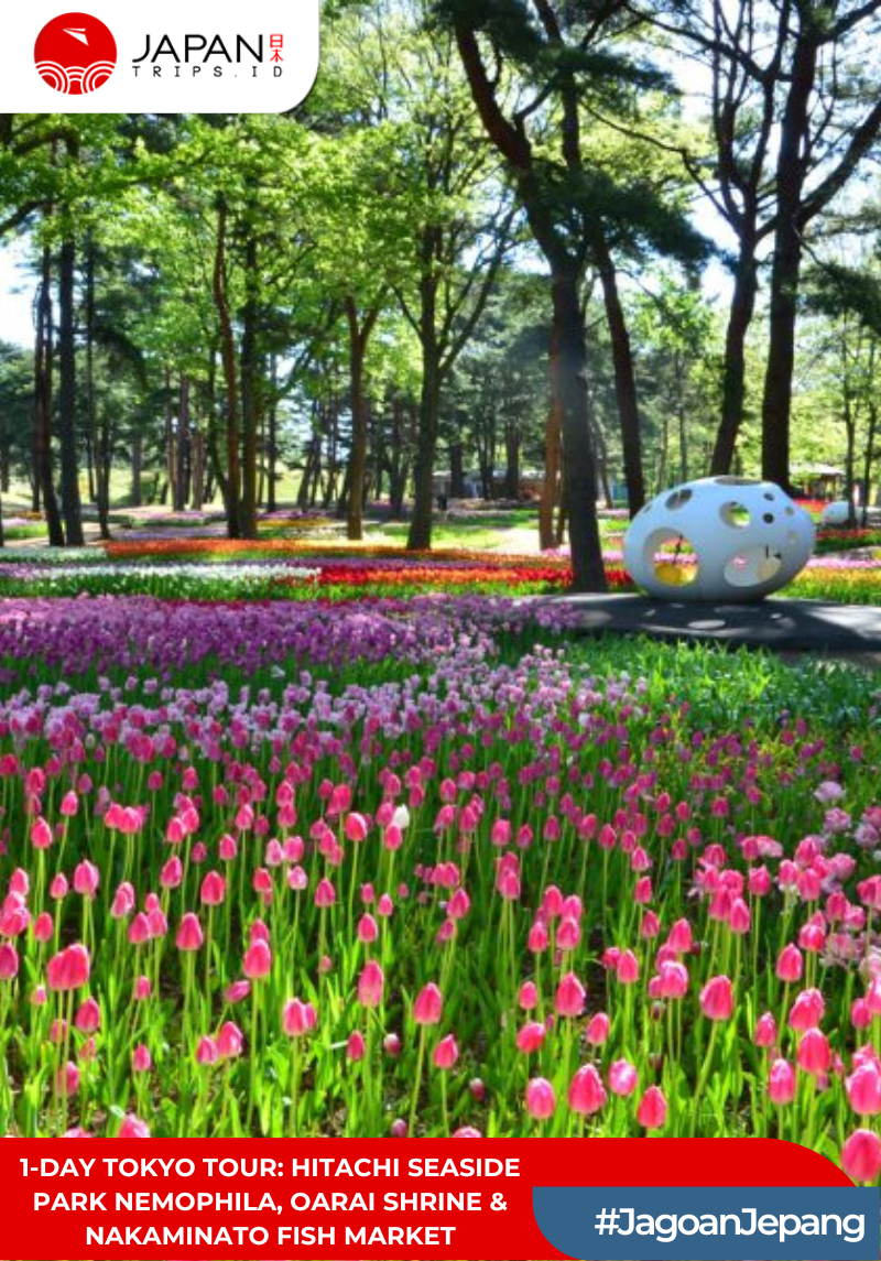1-Day Tokyo Tour: Hitachi Seaside Park Nemophila, Oarai Shrine & Nakaminato Fish Market
