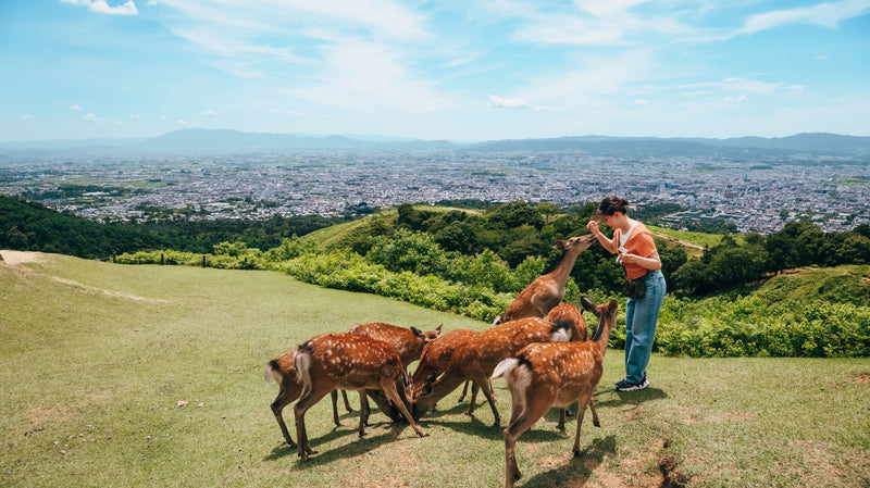 English Guided Sightseeing Bus Perfect Nara Park Tour | Tur Taman Nara