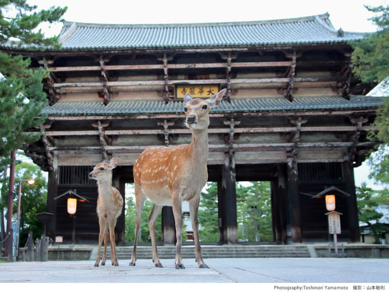 English Guided Sightseeing Bus Perfect Nara Park Tour | Tur Taman Nara