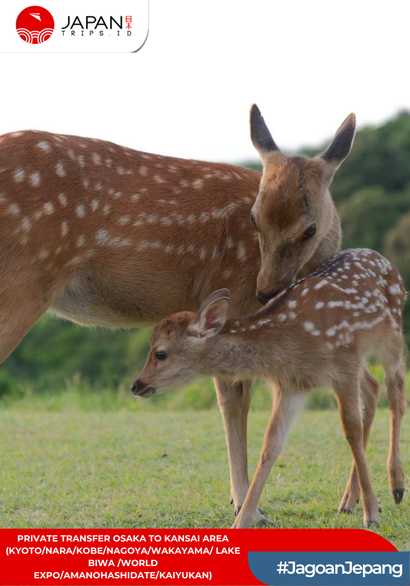 Point To Point Transfer Osaka To Kansai Area (Kyoto/Nara/Kobe/Nagoya/World Expo)