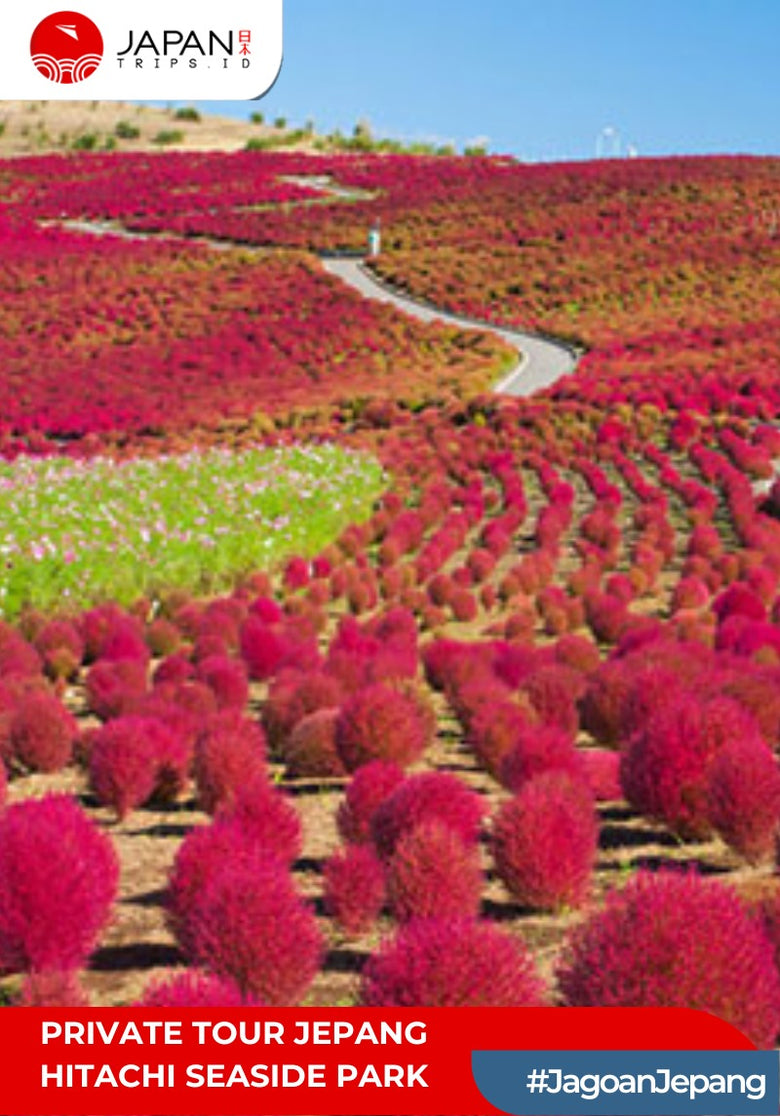 Private Tour / Sewa Mobil Jepang – Hitachi Seaside Park