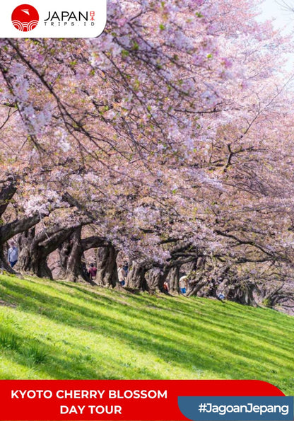 Kyoto Cherry Blossom Day Tour | Tur Bunga Sakura Kyoto