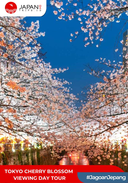 Tokyo Cherry Blossom Viewing Day Tour | Tur Bunga Sakura Tokyo