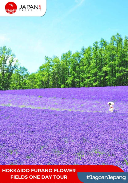 Hokkaido Furano Flower Fields One Day Tour | Tur Satu Hari di Ladang Bunga Furano Hokkaido