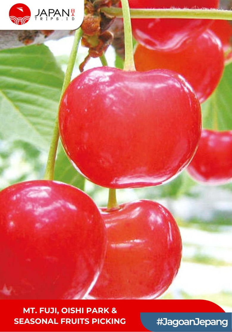 Mt. Fuji, Oishi Park & Seasonal Fruits Picking