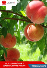 Mt. Fuji, Oishi Park & Seasonal Fruits Picking