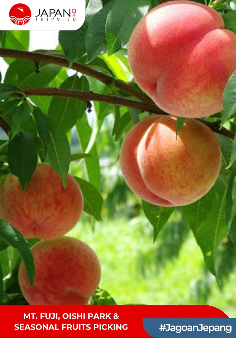 Mt. Fuji, Oishi Park & Seasonal Fruits Picking