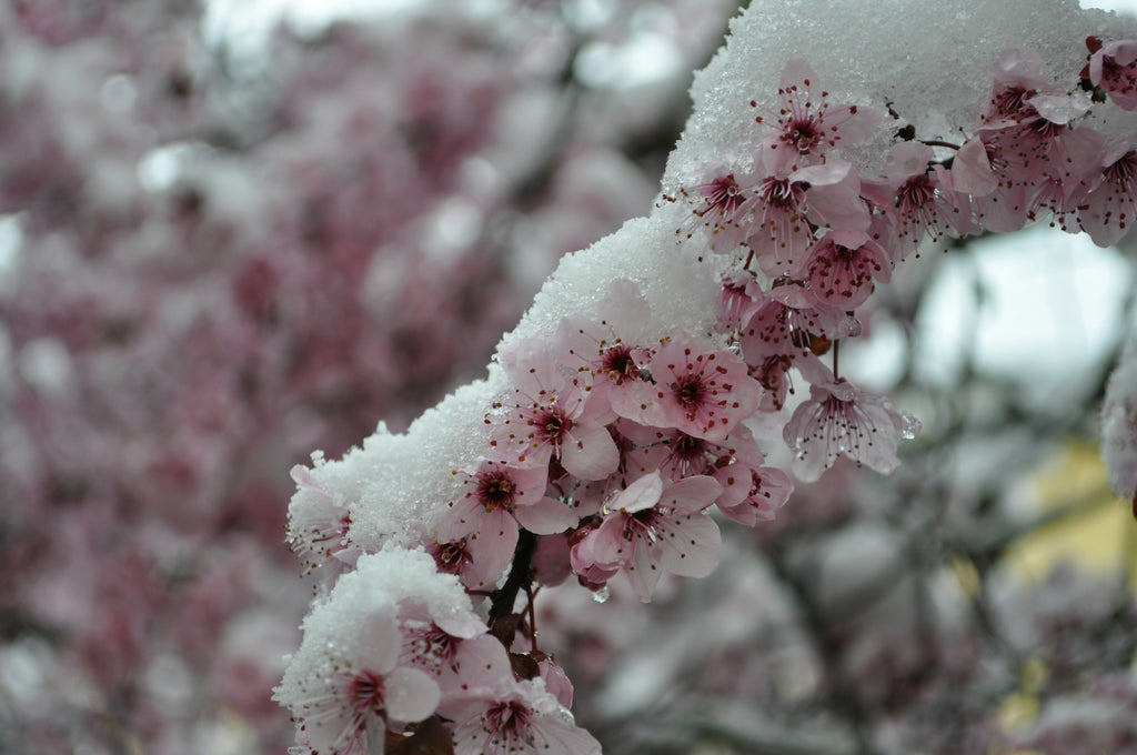 Image Banner