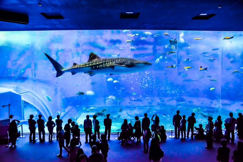 Churaumi Aquarium | Motobu
