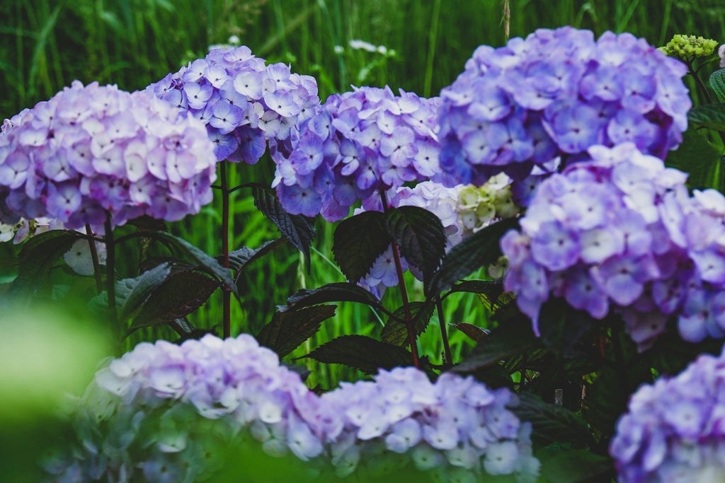 Image Banner