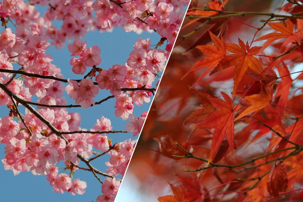 Image Banner