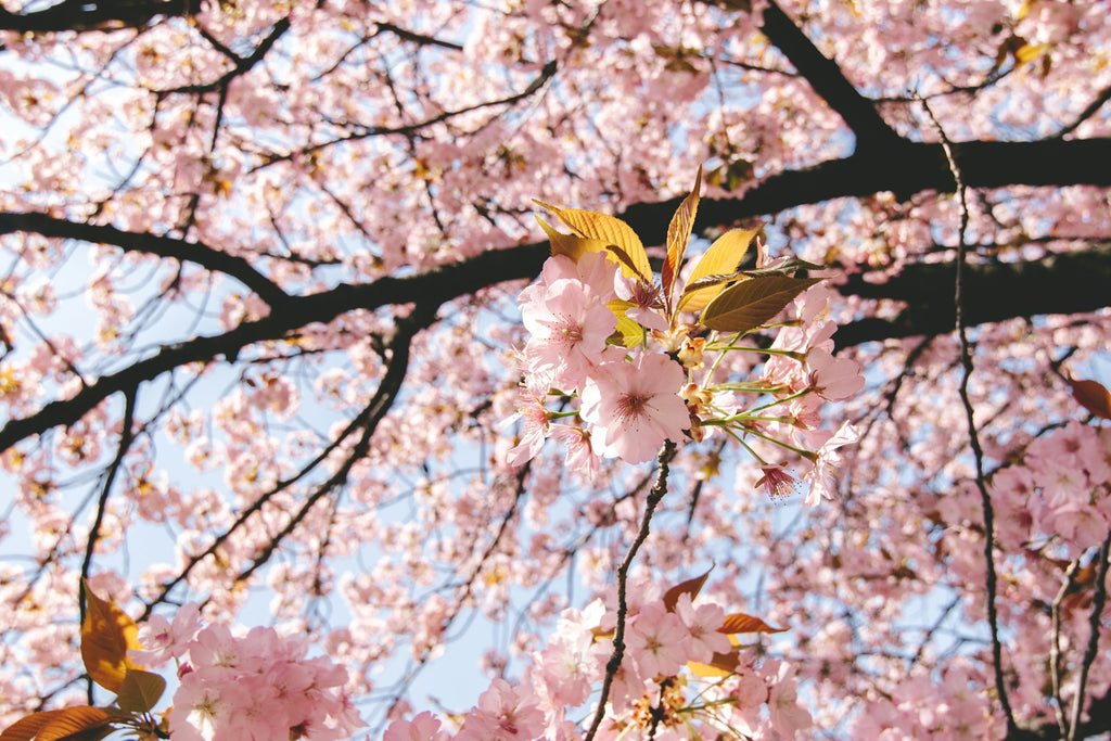 Image Banner