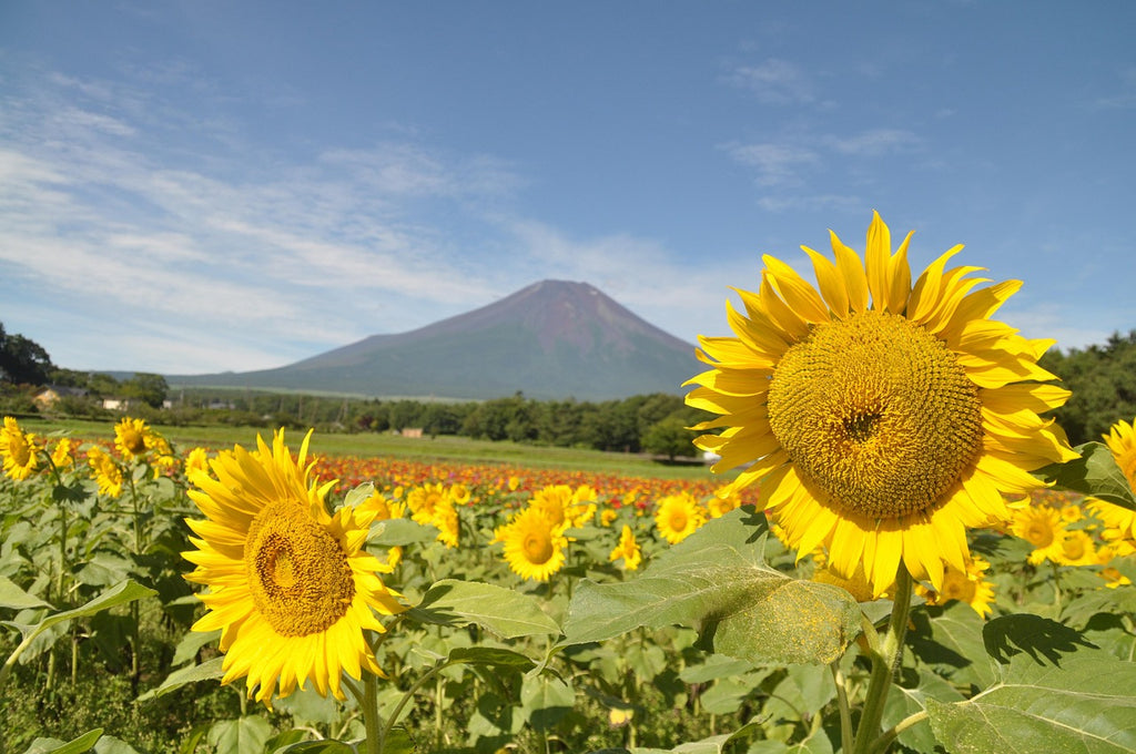 Image Banner